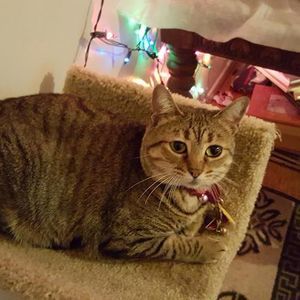 Meet your Posher, Bentley